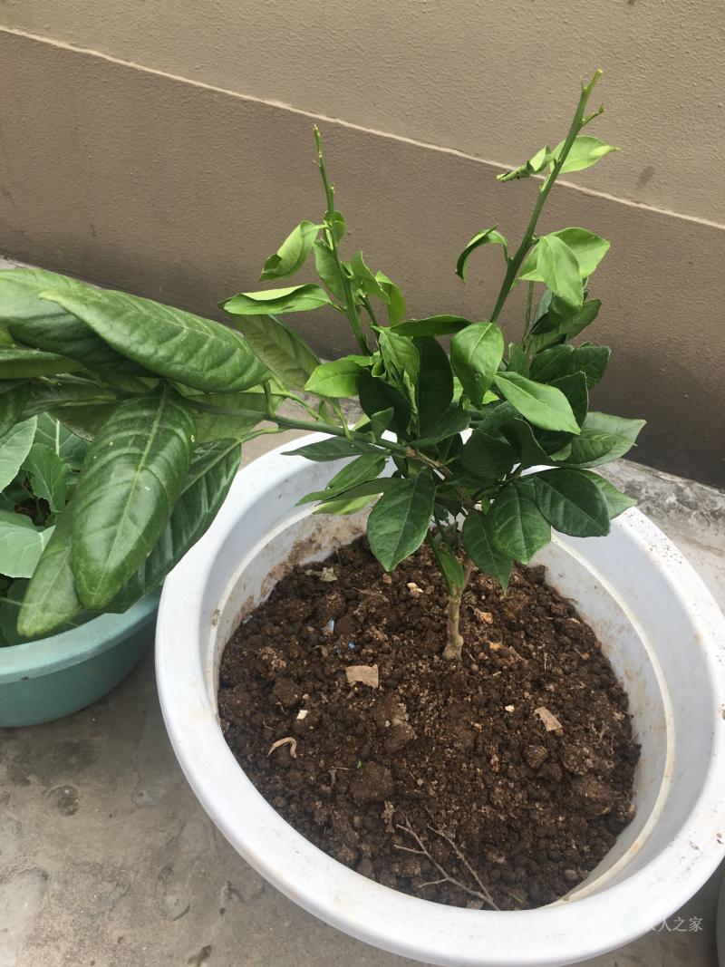 的简单介绍-九游娱乐APP